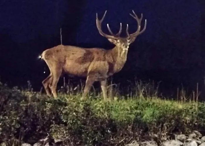 Апарт-отель Acampora Ciro Privato Club Primula Пескассероли